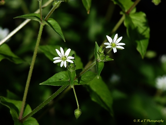 {Stellaria neglecta}